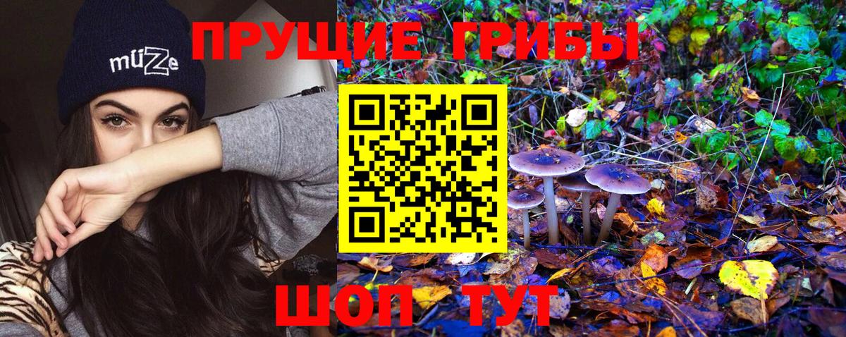 Морозовск  Псилоцибиновые грибы Psilocybe  Вход с VPN 